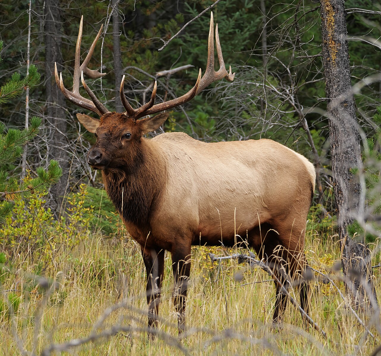 An active ELK instance
